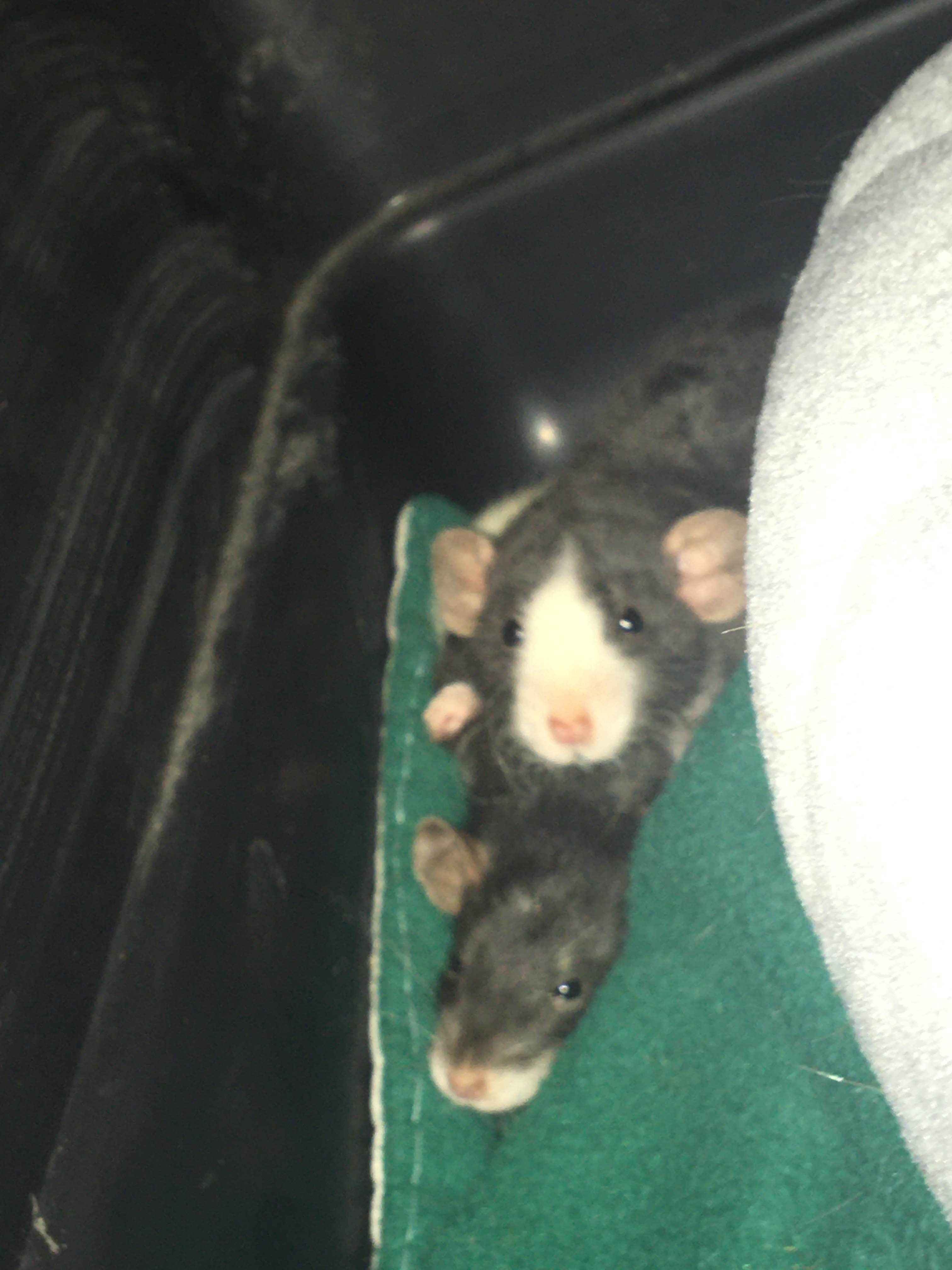 A photo of two baby rats, one sitting slightly on top of the other sitting on some blankets in a carrier.