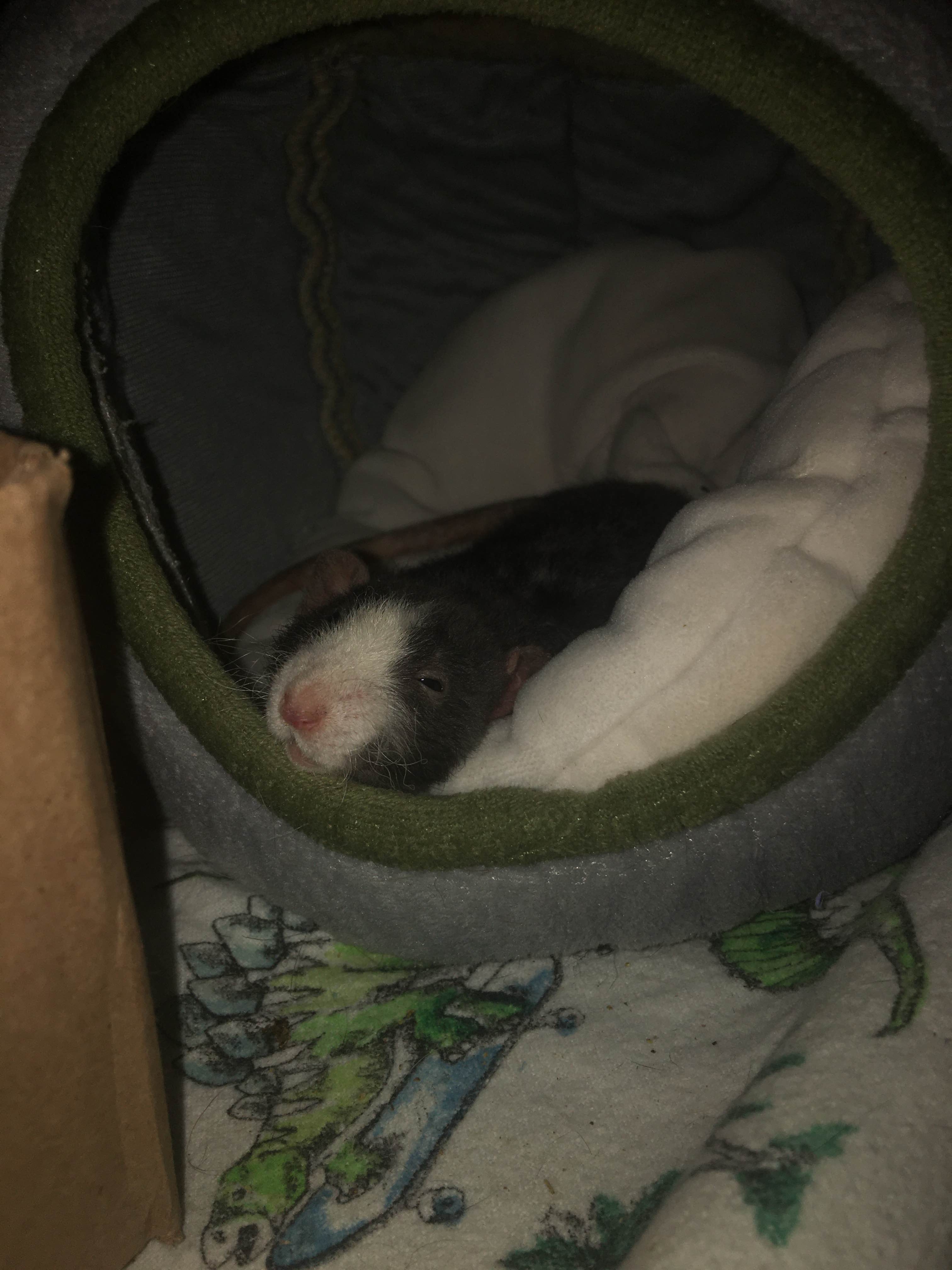 A baby rat curls up in a round bed, his head resting on the lip.