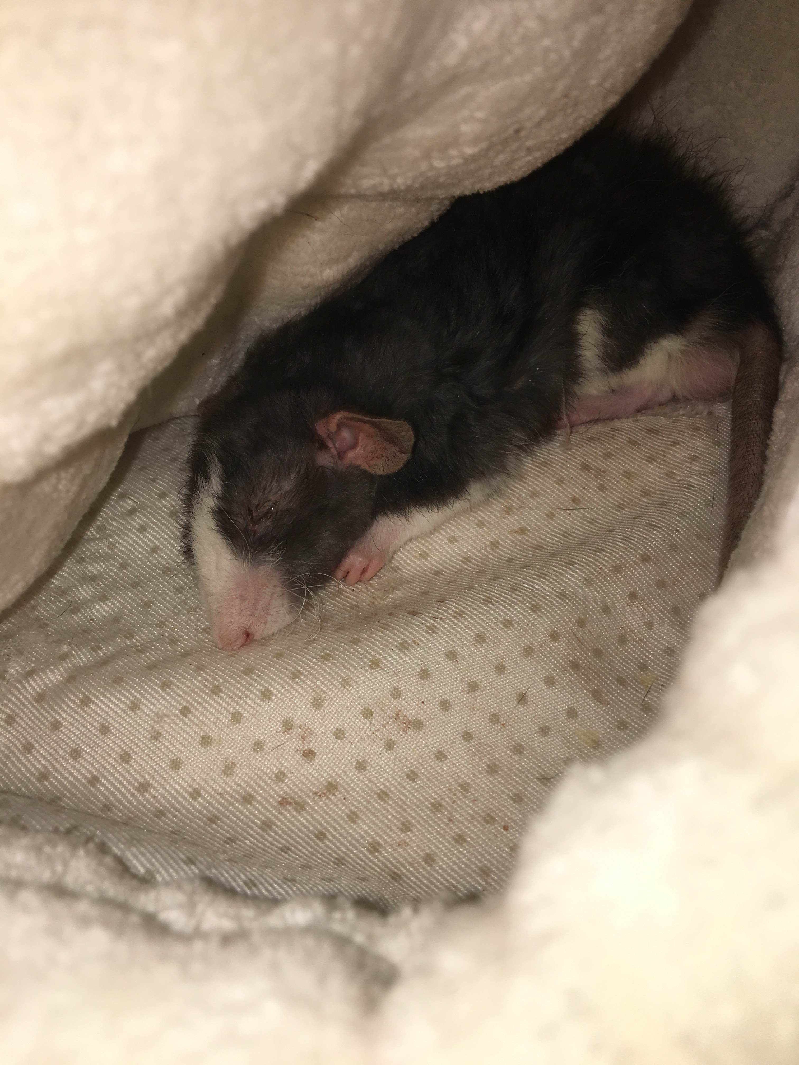 A baby rat sleeping under a blanket, which has been lifted to reveal him. His eyes are shut tight.