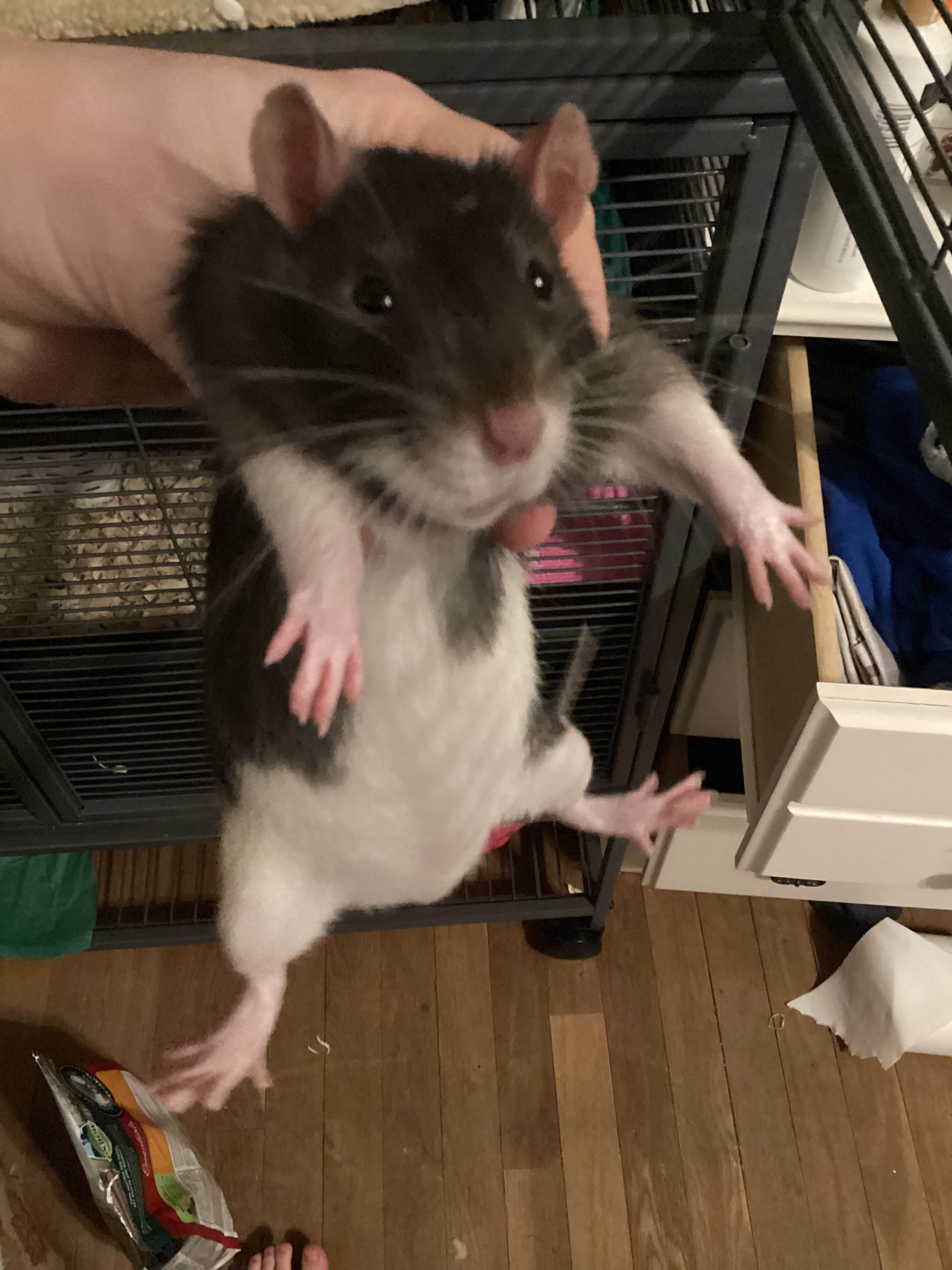 A baby rat is held under his armpits, facing the camera. He has been snatched, and gives the impression of being resigned to his fate.