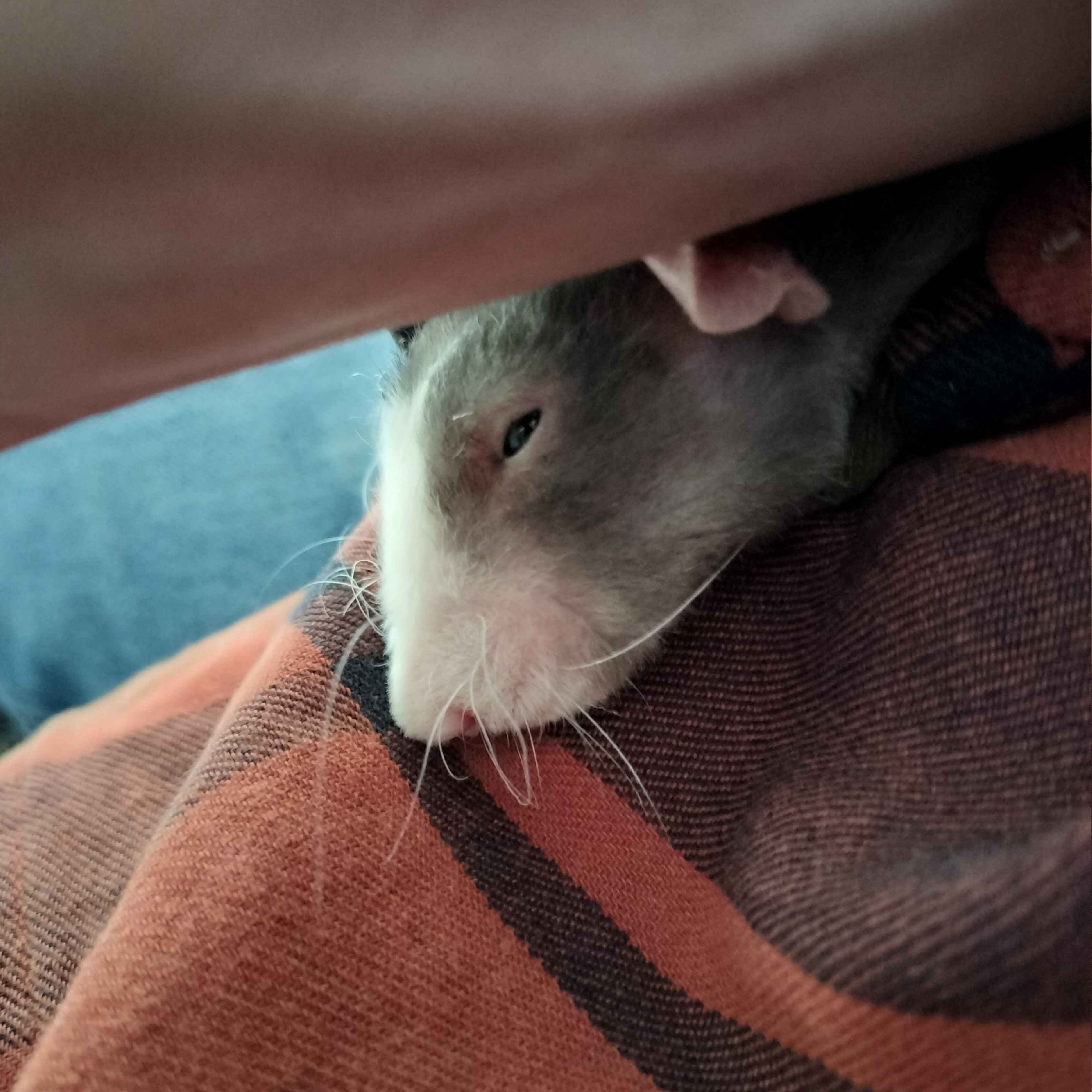 The gray rat sits inside the sleeve, eyes half-closed in sleep.