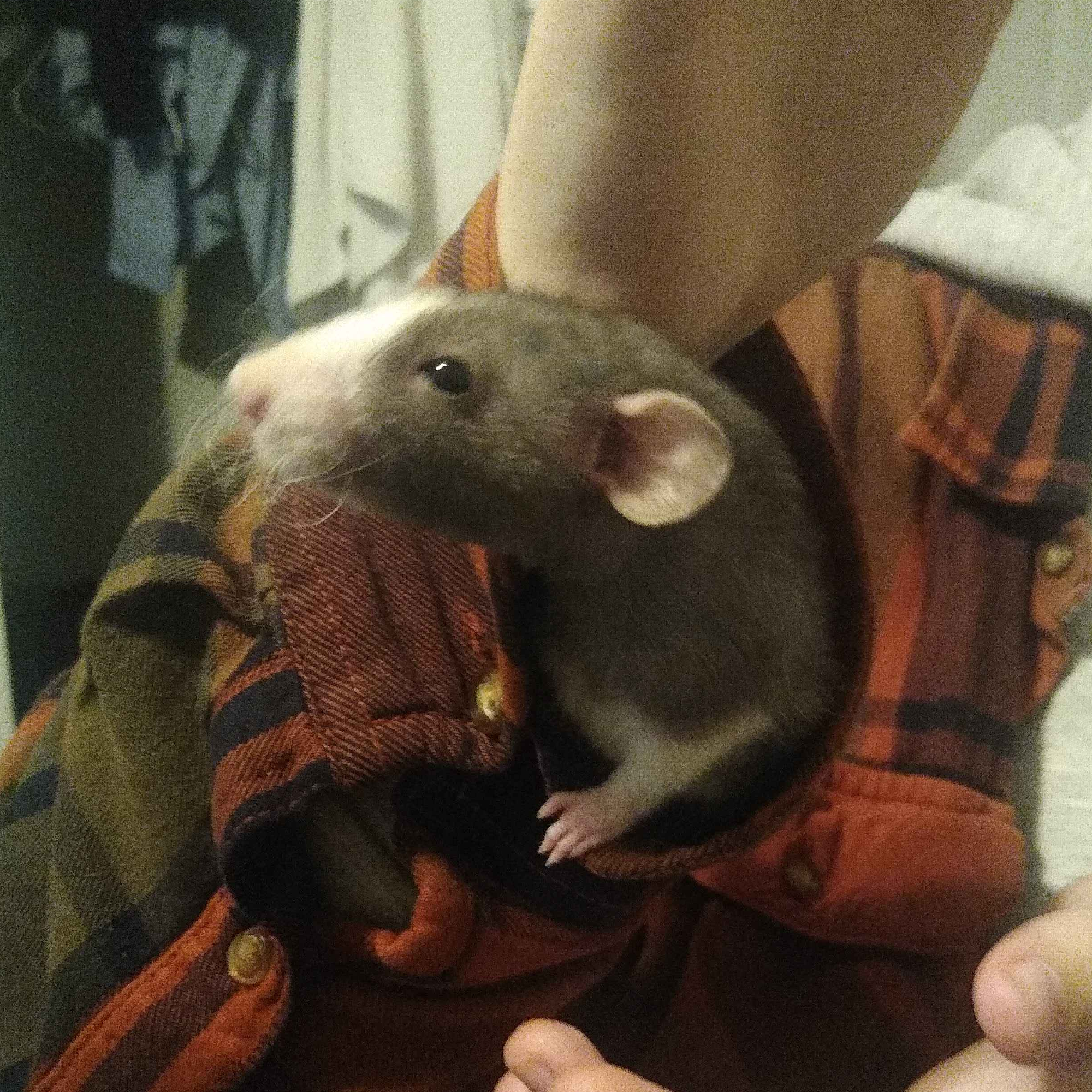 A small gray rat peers out of an orange flannel sleeve, actively being worn. He can stand fully inside the sleeve. The wearer of the sleeve gestures to him with a flourish.