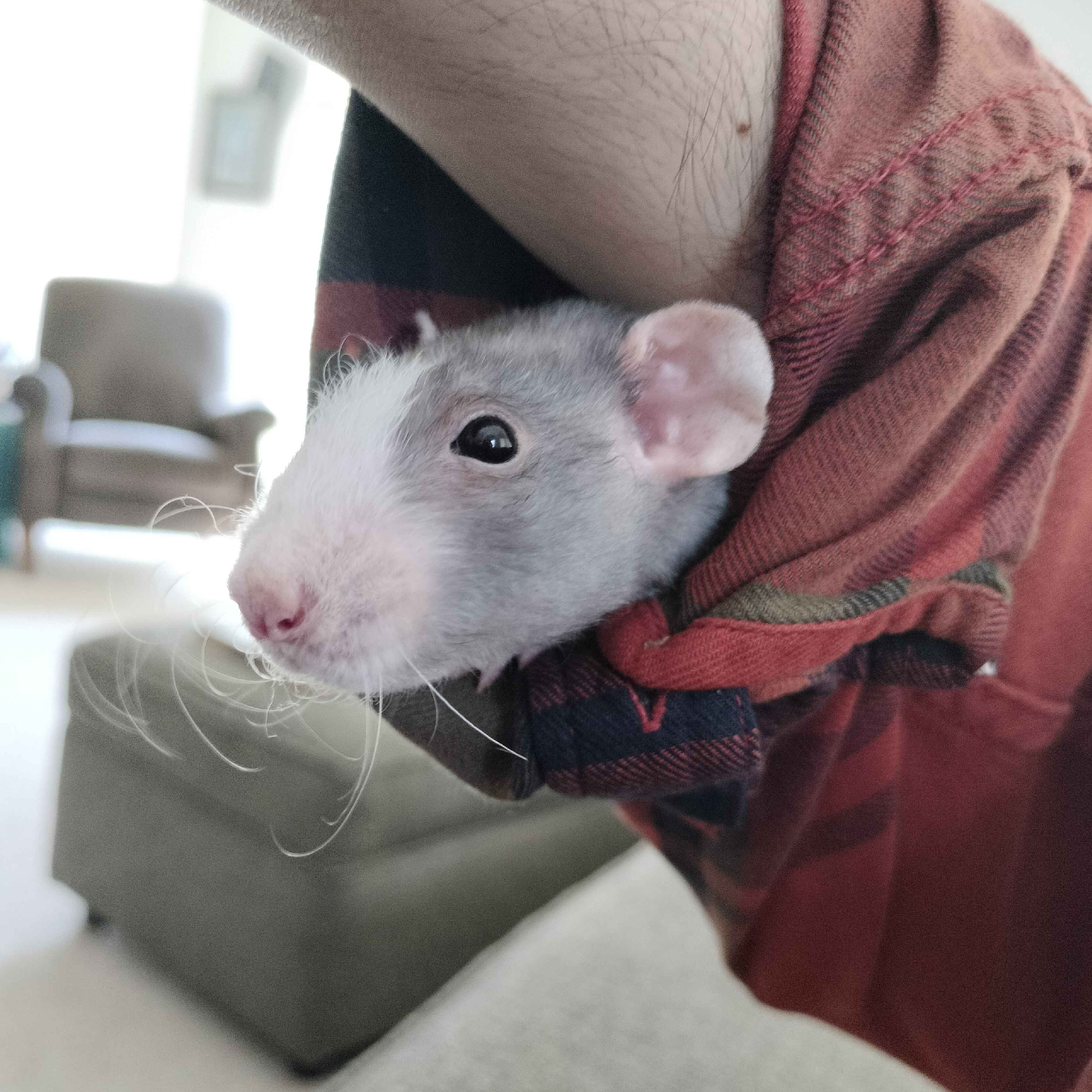 The same rat pokes his head out of the same sleeve. He is significantly larger, and only his head fits through the sleeve now.