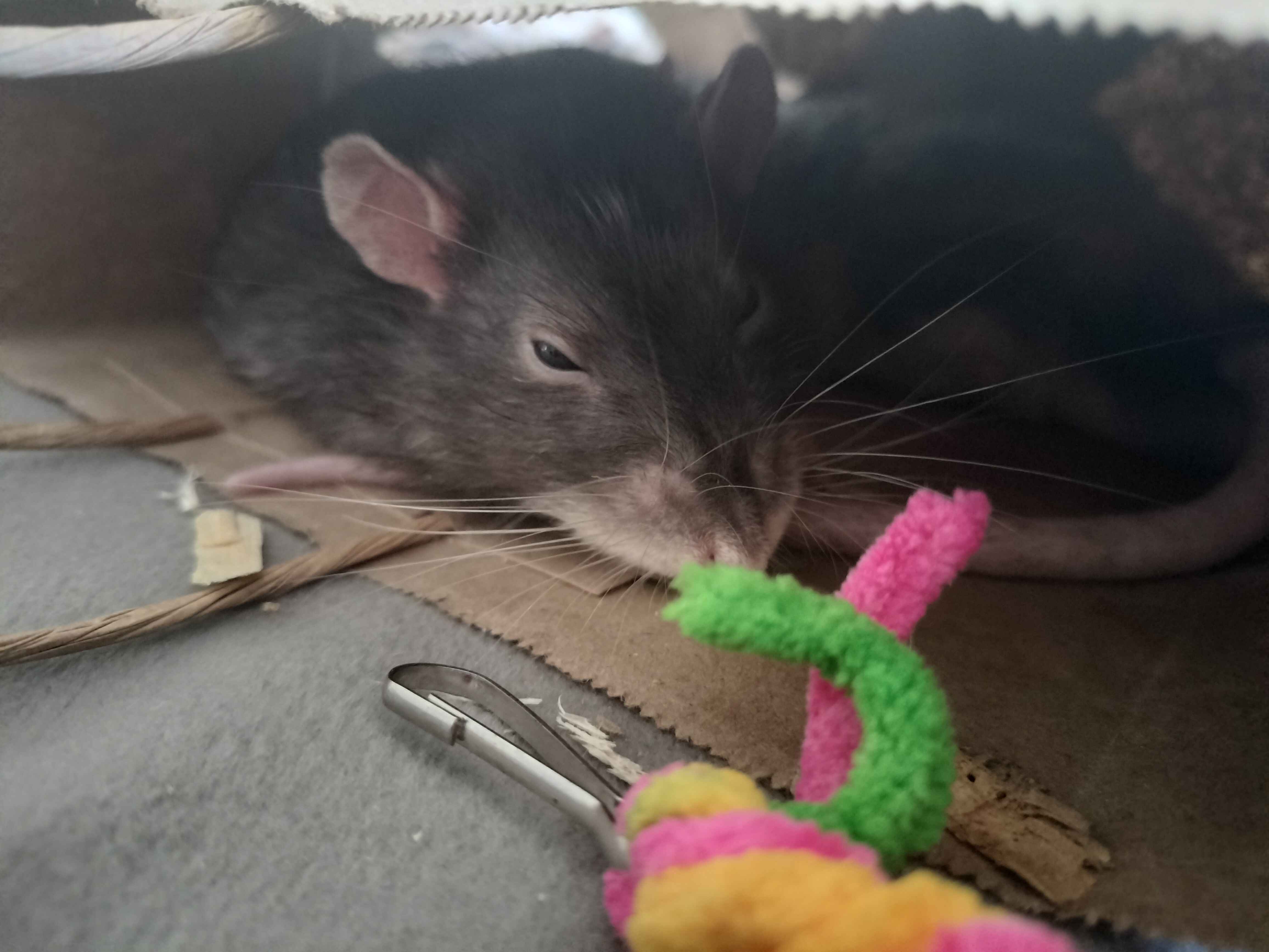 A sleepy rat poking his head out of a small paper bag.