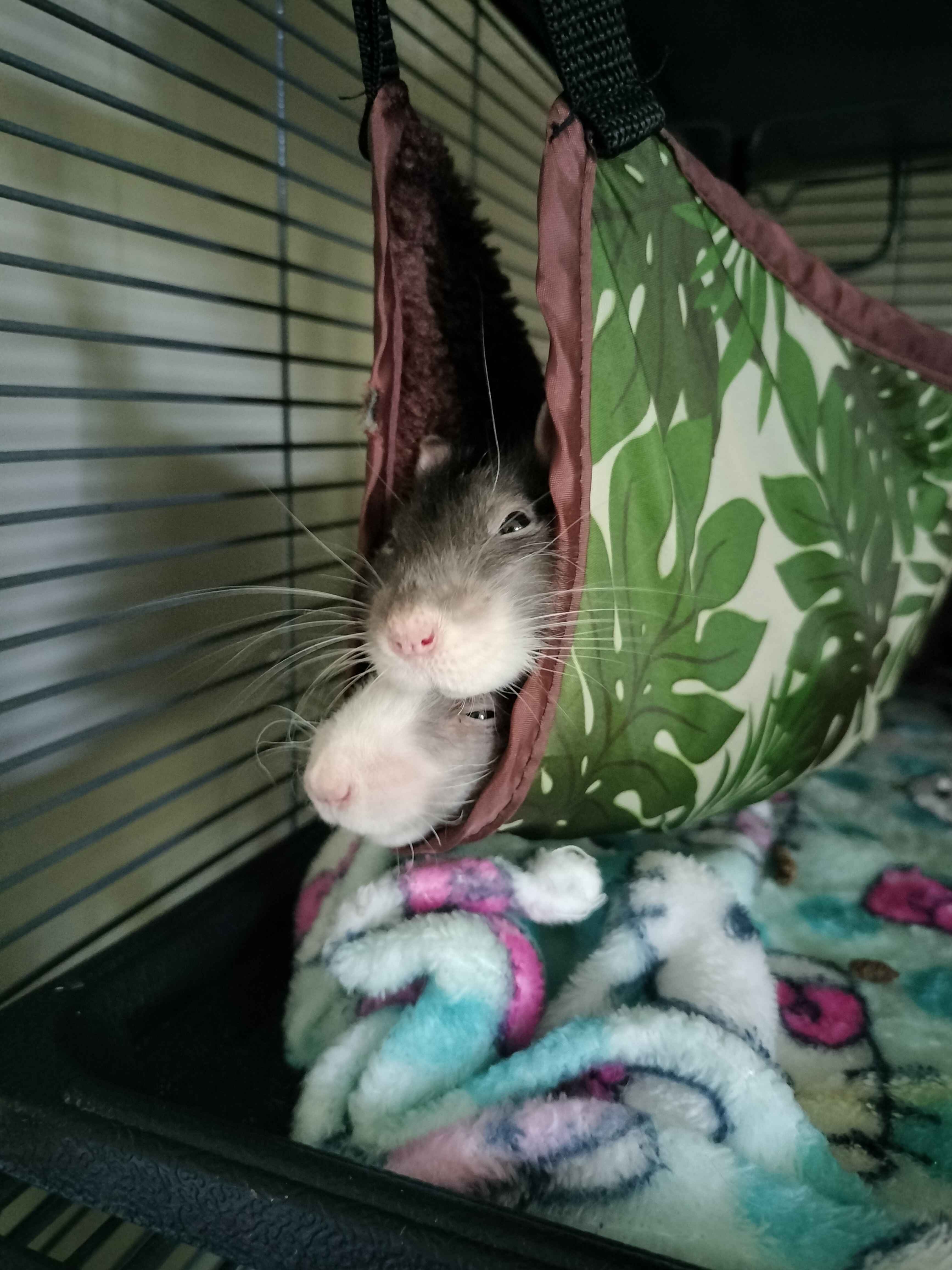 Two rat heads poking out of a hammock, one stacked directly on top of the other.